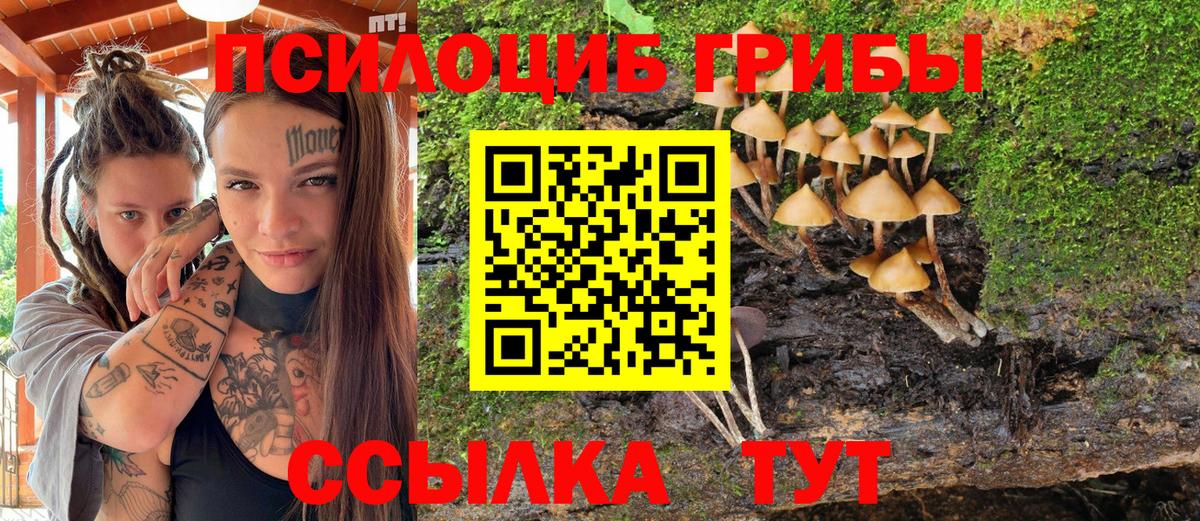 Псилоцибиновые грибы Psilocybe  сколько стоит  Черняховск 